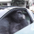 شعار Gorilla In A Coupe