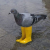 logo Pigeon In Yellow Boots